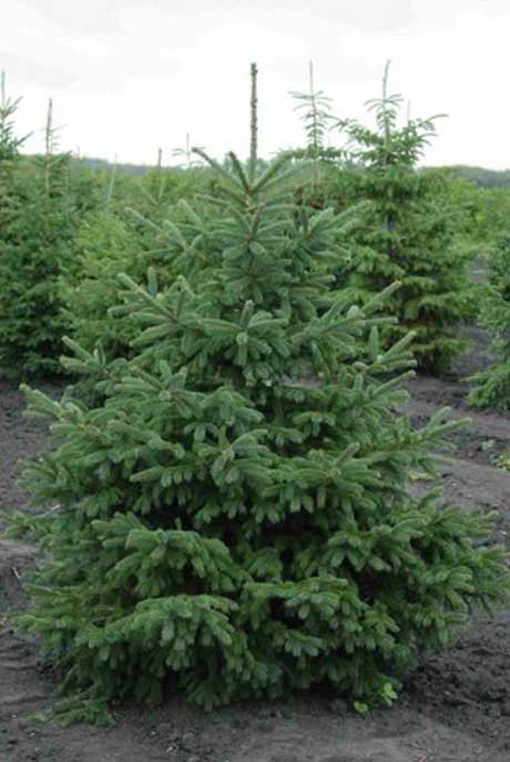 Evergreen Trees That Grow In Shade In Ontario - Shade Tolerant Trees Ontario