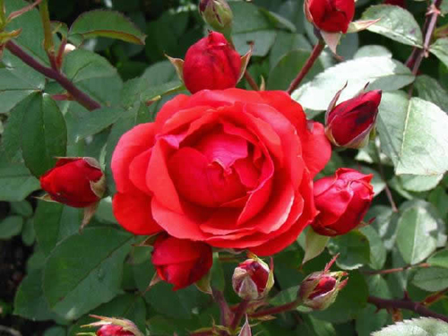 Канадская роза морден файерглоу описание и фото
